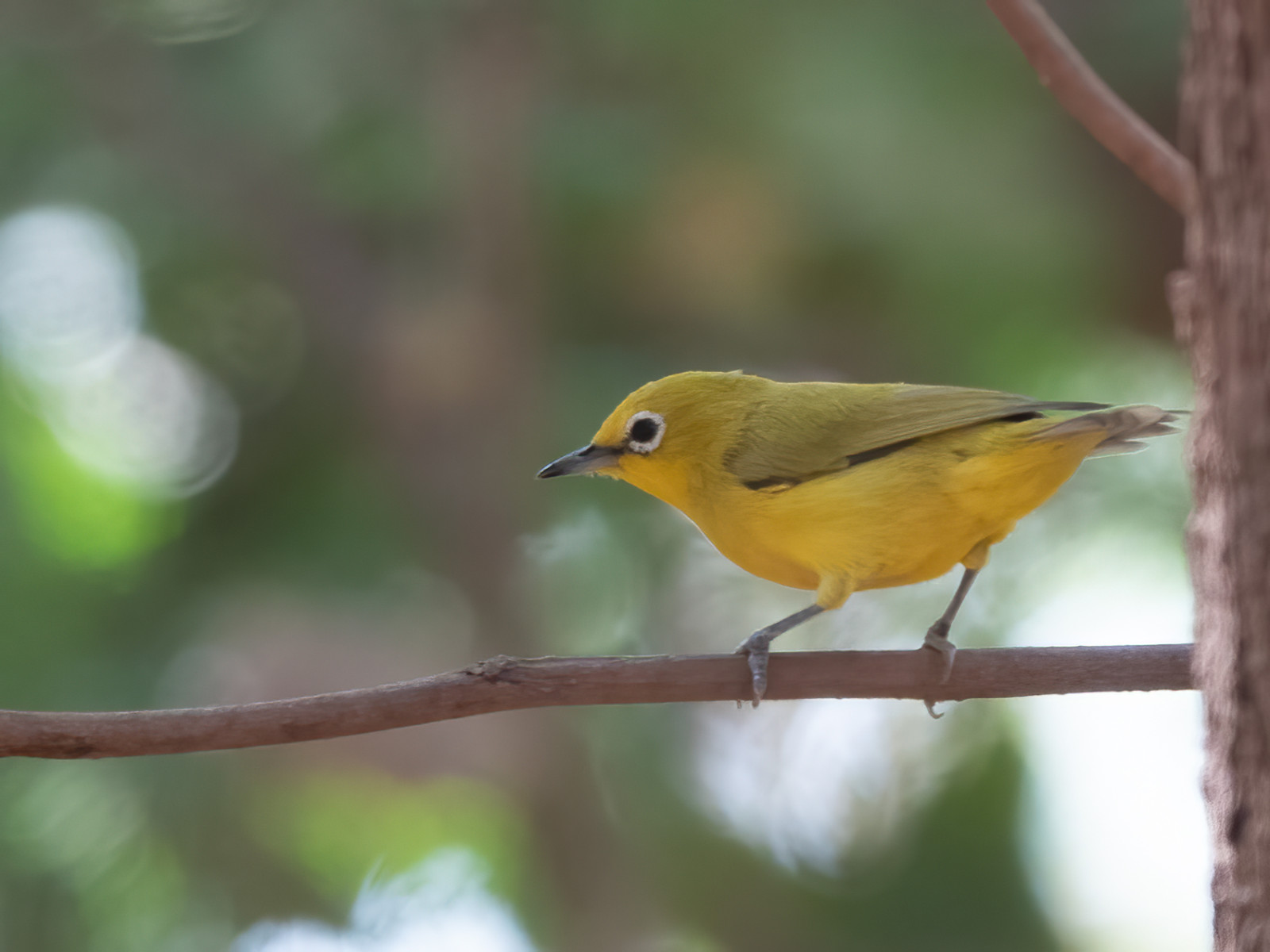 image African Yellow White-eye